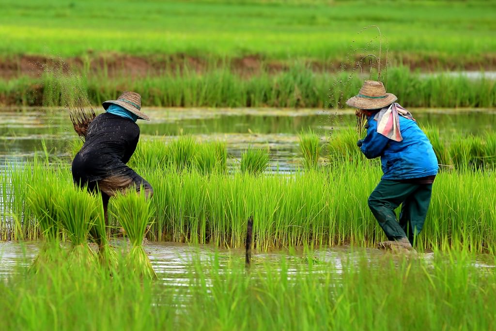 Thailand Rice Production - Extreme Events Institute (EEI) - Florida ...